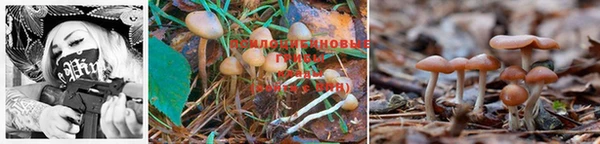 PSILOCYBIN Кукмор
